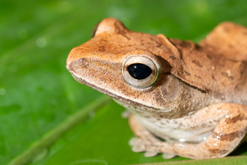 Tree frog on leaves