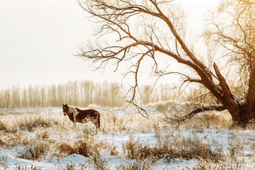 Brown and white or pinto colored Icelandic horse in the snow on a blistering cold winter day with...