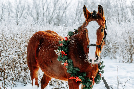 Red horse portrait in christmas decoration wreath