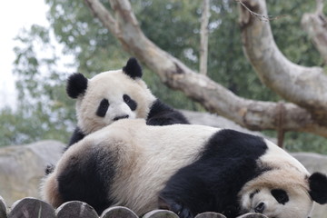Obraz premium Precious Moment of Mother Panda and Her Cub, Bonding of Love