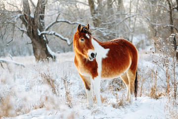 Brown and white or pinto colored Icelandic horse in the snow on a blistering cold winter day with evening sunshine and frost in the trees