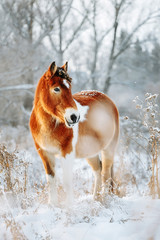 Brown and white or pinto colored Icelandic horse in the snow on a blistering cold winter day with evening sunshine and frost in the trees