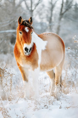 Obraz premium Brown and white or pinto colored Icelandic horse in the snow on a blistering cold winter day with evening sunshine and frost in the trees