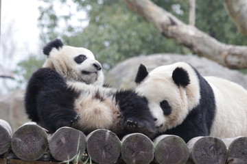Fototapeta premium Precious Moment of Mother Panda and Her Cub, Bonding of Love