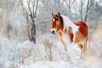 Brown and white or pinto colored Icelandic horse in the snow on a blistering cold winter day with...