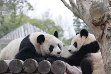 Friendship of Pandas, China
