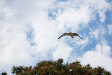 One seagull soaring highly in the blue sky