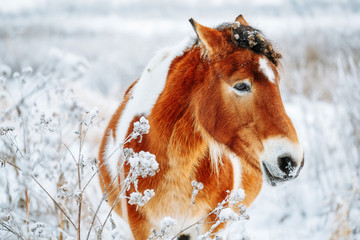 Brown and white or pinto colored Icelandic horse in the snow on a blistering cold winter day with...