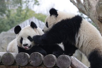 Fototapeta premium Friendship of Pandas, 2 Pandas are playing together, China