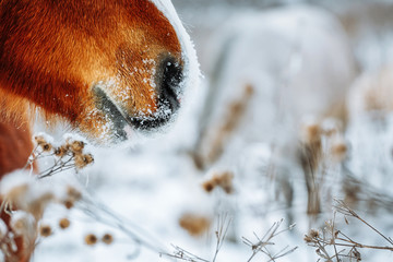 Horse's nose with the ice and steam in winter