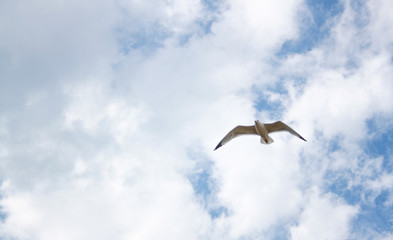 Fototapeta na wymiar One seagull soaring highly in the blue sky