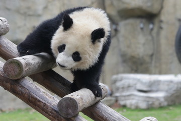 Fototapeta na wymiar Fluffy Panda cub on the Wood Stair, China