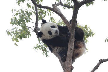 Obraz premium Panda Cub is Having Fun on the Tree