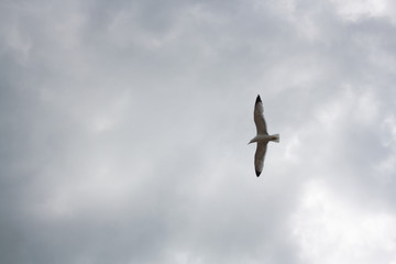 One seagull soaring highly in the blue sky