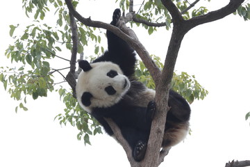 Fototapeta premium Panda is Having Fun on the Tree