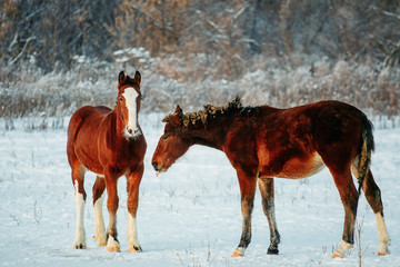 Sorrel foals with horses in frosty winter morning