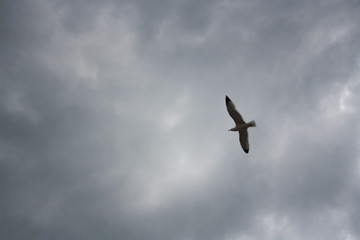 One seagull soaring highly in the blue sky