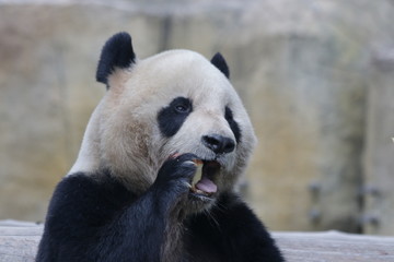Obraz premium Funny Pose of Giant Panda while Eating Bamboo Shoot, China
