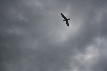One seagull soaring highly in the blue sky