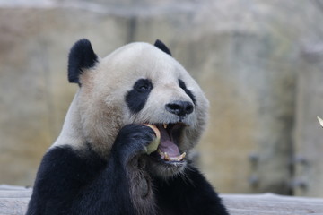 Fototapeta premium Funny Pose of Giant Panda while Eating Bamboo Shoot, China