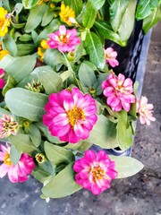 flowers on wooden background