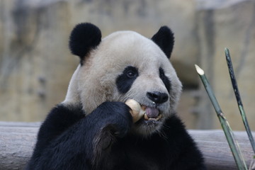 Giant Panda is Eating Bamboo Shoot, Shanghai, China © foreverhappy