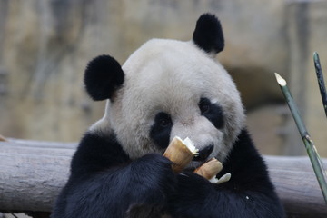 Giant Panda is Eating Bamboo Shoot, Shanghai, China © foreverhappy