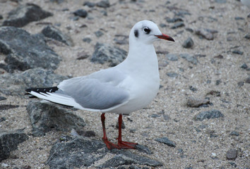 Seagull on the seashore