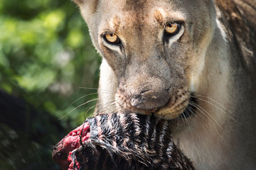 Lioness with zebra prey