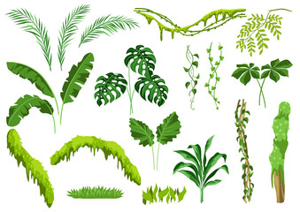 Set of jungle plants.