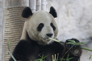 Fototapeta premium Close up Giant Panda Eating Bamboo Leaves , China
