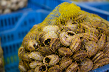 Caracoles de tierra para cocinar 