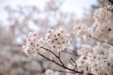 Close up sakura or cherry blossom; Japanese Spring Flower Sakura; Pink Cherry Flower