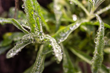 Drops of water from the dew on the leaves of a rosemary.