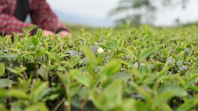 working at tea farm