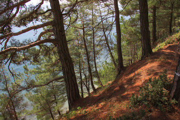 Pine forest