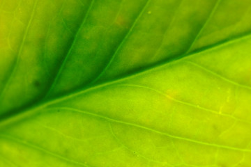 Fototapeta na wymiar Good color from green leaf and soft focus