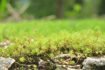 green moss on a tree