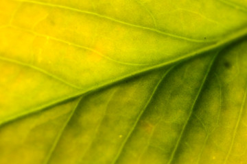 Obraz na płótnie Canvas Good color from green leaf and soft focus
