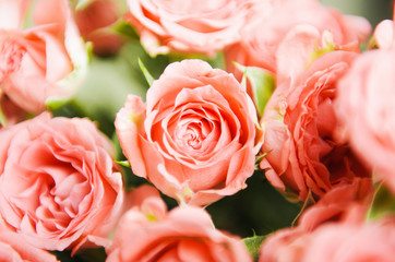 Pink small roses in a bouquet. Floral background