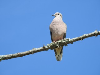 Close-up of a ground-dove perched on a dry branch on a clear blue sky day. Summer. There is space for caption or text.