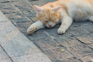 Fototapeta premium stray ginger cat sleeping on the pavement.