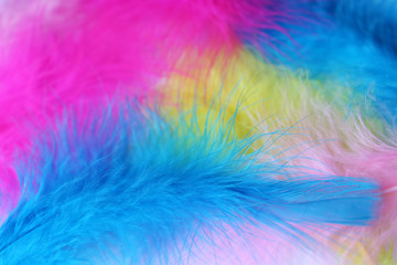 Multi colored feathers texture. Colorful abstract background, natural fluff, symbol of gender equality