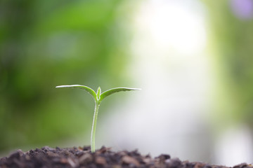 Young green tree planting growing