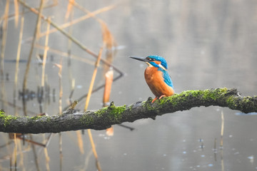 A common kingfisher Alcedo atthis is sitting on branch above the water of a small lake.