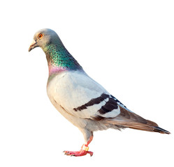 homing speed racing pigeon bird isolated white background
