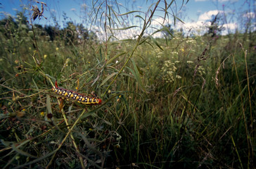 The caterpillar of a milkweed hawk moth (Hyles euphorbiae) creeps in thickets of a grass on a summer day in Ukraine