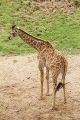 Giraffe stands back at the zoo in Thailand