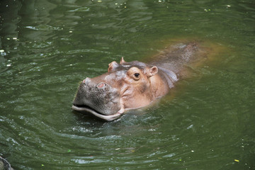 Hippo sitting in the river hiding from the sun
