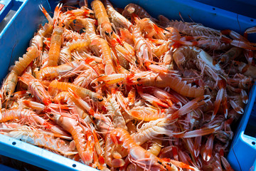 Blue plastic containers with catch of sea shrimps, ocean prawns delicacies. Fish auction for wholesalers and restaurants. Blanes, Spain, Costa Brava. Industrial catch of fresh seafood